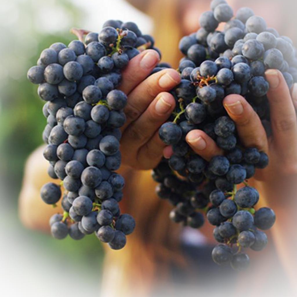 Grape Crush