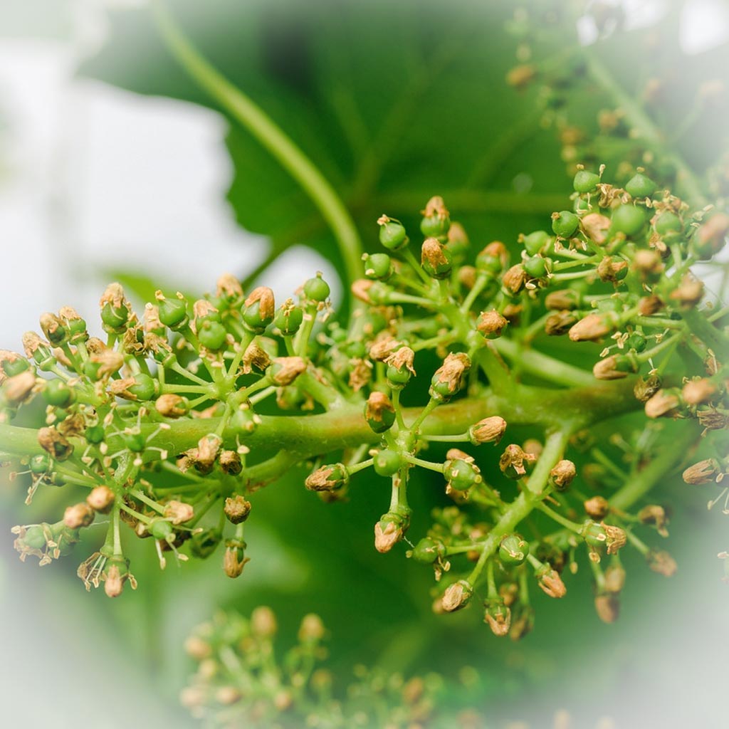 A Spring Bloom