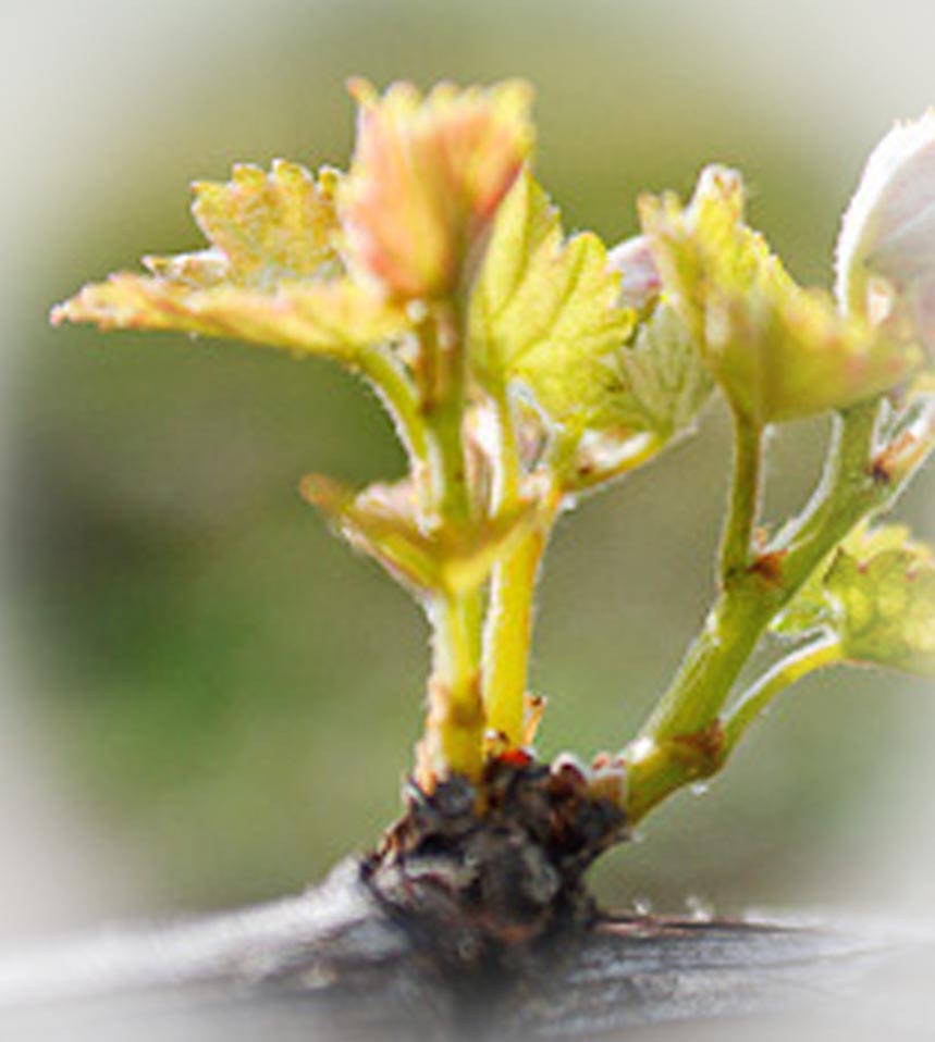 Bud Break